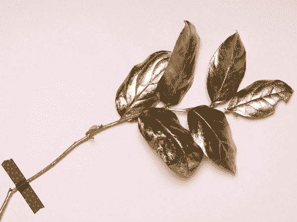 云呼短信测压网页版